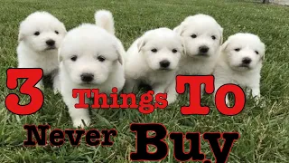 3 things you should never buy for a Great Pyrenees