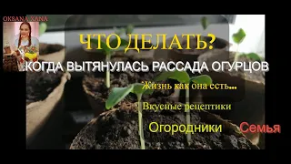 ЧТО ДЕЛАТЬ? КОГДА РАССАДА ОГУРЦОВ ВЫТЯНУЛАСЬ.