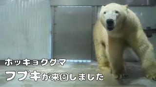 【東山動植物園公式】ホッキョクグマ フブキが来園しました《 ホッキョクグマ　クマ 》