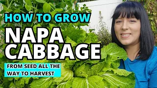 The Ultimate Napa Cabbage Growing Guide: From Seed To Harvest #garden #gardeningtips #homestead