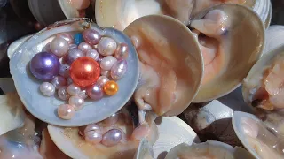 I found many pearls from 10,000 moon shells. treasure hunt