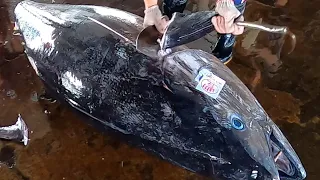 Perfect bluefin tuna cutting skills, it only takes 3 minutes to cut it / 完美的黑鮪魚切割技能 只花3分鐘切好