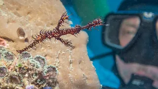 Diving Lembeh and Manado 2024