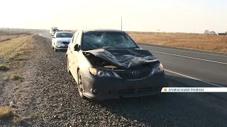 Автомобиль врезался в лошадь прямо на трассе под Ачинском