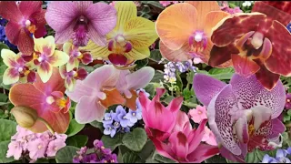 Замечательный, свежий завоз орхидей. Редкие мини фаленопсисы, фиалки и не только. СЦ Садовод.