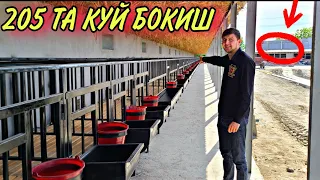 6000$ КЕТДИ КУЙ БОКИШ УСЛУБИ БОМБА 😱😱😱