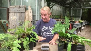 How to grow ferns from spores part 1 @stinkyditchnursery750 September ‘22