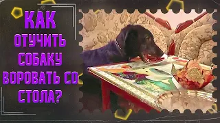 Как отучить собаку воровать со стола(один из способов)