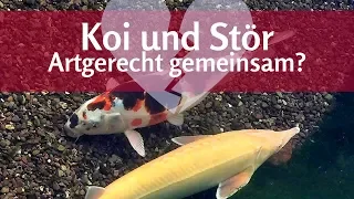 Koi and sturgeon: be careful when keeping them together in the pond!