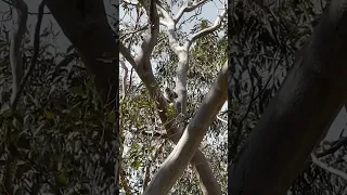 searching for wild koalas in Australia 🐨