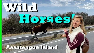 Discover Wild Horses on the Beach! Assateague Island & Salisbury Zoological Park.