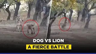 Dog Vs Lion Viral Video: A Fierce Battle