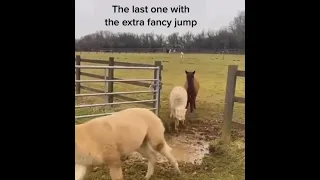 Llama Funny Jumps Over a Puddle #shorts