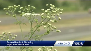 Poison hemlock blooming in Pennsylvania