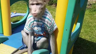 Весёлая прогулка обезьян #обезьяна #monkey #petmonkey #macaque