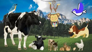 Cute moments of animals around us: horse, cow, cat, dog, parrot, chicken