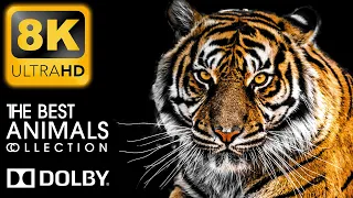 THE BEST ANIMALS 8K HDR 60FPS (Dolby Vision) - Animal Collection in 8K Video Ultra HD