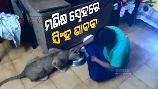 Lion Cub In Love With Human Affection At Nandankanan In Bhubaneswar | Odisha |