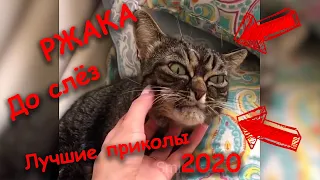 Я РЖАЛ ЦЕЛЫЙ ЧАС/ СМЕШНЫЕ ЖИВОТНЫЕ/ ПОПРОБУЙ НЕ ЗАСМЕЯТЬСЯ/ КОТЫ СОБАКИ ЛУЧШИЕ ПРИКОЛЫ #29