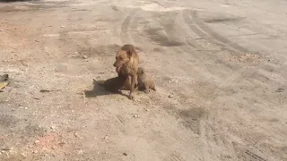 Terrified mom with 3 her puppies lost her leg at a factory due to searching food for her pups!!