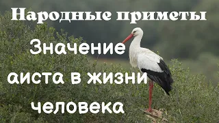 Значение аиста в жизни человека. Народные приметы. Приметы про аистов / Татьянин день