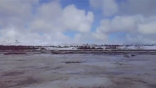 Большое стадо белощекой казарки сидит у реки и не торопиться улетать на север.