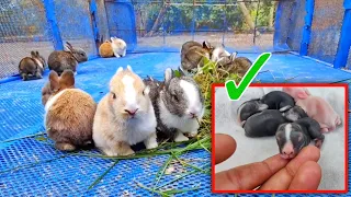 Baby Rabbit | Baby Rabbit growing Day By Day [ 1 Day to 12 Days ]
