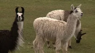 Llama meat: a new culinary hit in Bolivia