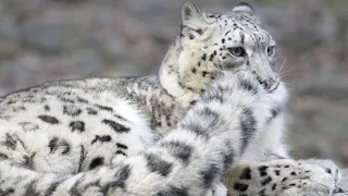 Snow Leopards. The majestic felines of the Himalayas.