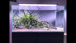 Filipe Oliveira Aquascape powered by Aquaflora Plants at Aquarium Gardens