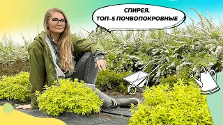 Почвопокровные спиреи | Спирея | Спирея японская | Декоративные кустарники | @leskovo.pitomnik