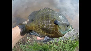 DO MOON PHASES AFFECT BLUEGILL SPAWNING ACTIVITY?  The "Strawberry Moon" Bite!