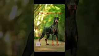 Doberman Pinscher/Smartest Dog Breeds🐕‍🦺#dogs #shorts