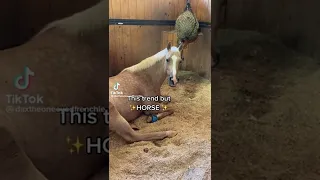 Mare- Equestrian TikTok Compilation