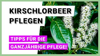 Kirschlorbeer: Tipps für die ganzjährige Pflanzenpflege