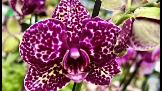 Вторая витрина Шоу Орхидей в Бауцентре. Какая орхидея - самая редкая?