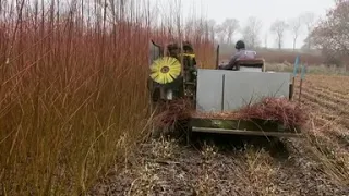 Willow Farming at Brampton Willows