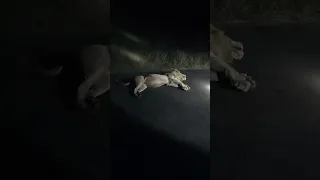 CASPER the White Lion & Brothers Sleeping #subscribe #animals #lion #safari #nature #casper #shorts