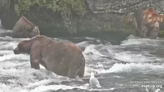 Live Bear Broadcast Booth! - MIKE FITZ/Naomi Boak go Play by Play at Brooks Falls! August 5th 2021