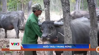 NUÔI TRÂU TRONG RỪNG | VTV5