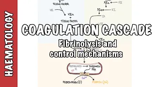 Coagulation Cascade and Fibrinolysis - clotting factors, regulation and control mechanism