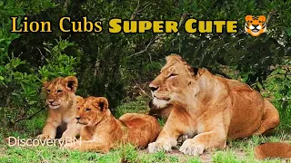 Lion Cub Super Cute and Adorable - Scenic Relaxation with Calming Music#discovery #animals #lion