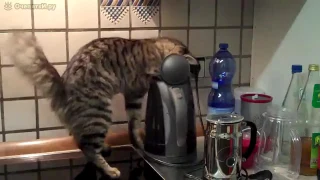 Любопытный кот в электрочайнике