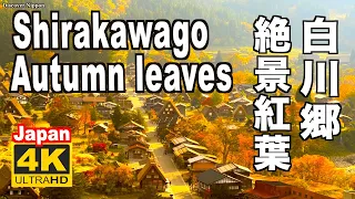 🇯🇵4K 2021 Shirakawago Japanese Village 白川郷の紅葉 Autumn leaves 白川郷観光 葺き屋根 合掌造りWorld Heritage 日本の紅葉 秋