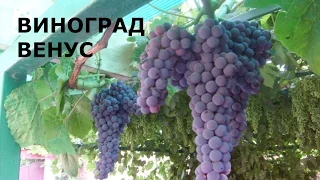 Виноград Венус сидлис