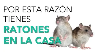 Significado ESPIRITUAL de RATONES EN LA CASA🐭¿Es un buen mensaje?