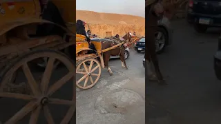 Cruelty to horses in the territory of the Egyptian pyramids (жестокость к лошадям на пирамидах)