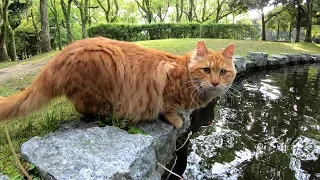 Stray cat fall into the river trying to hunt ducks