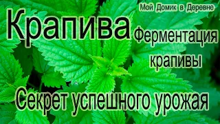 Ферментация крапивы! Лучшее зеленое удобрение!