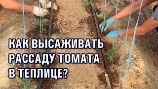 Как высаживать рассаду томата в теплице. СОВЕТЫ АГРОНОМА по высадке помидоров